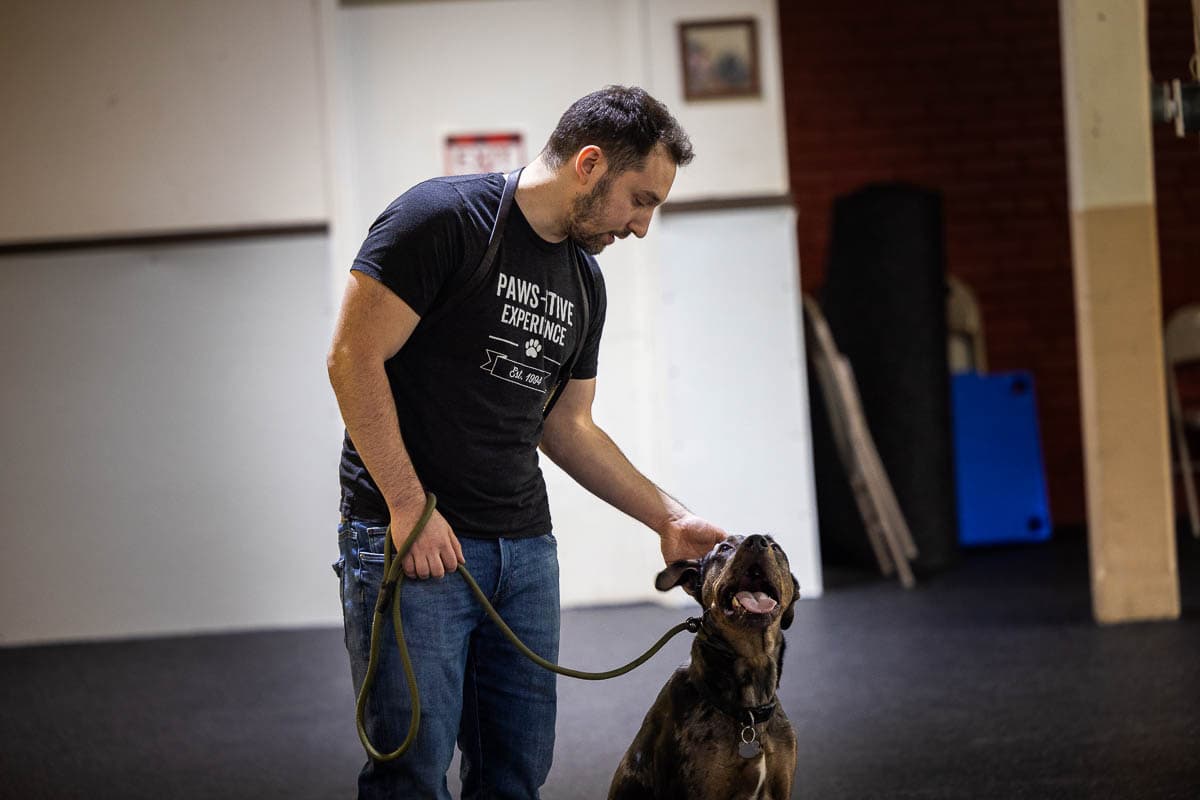 Dog Training Mentorship Programs AZ | Phoenix Dog Trainings