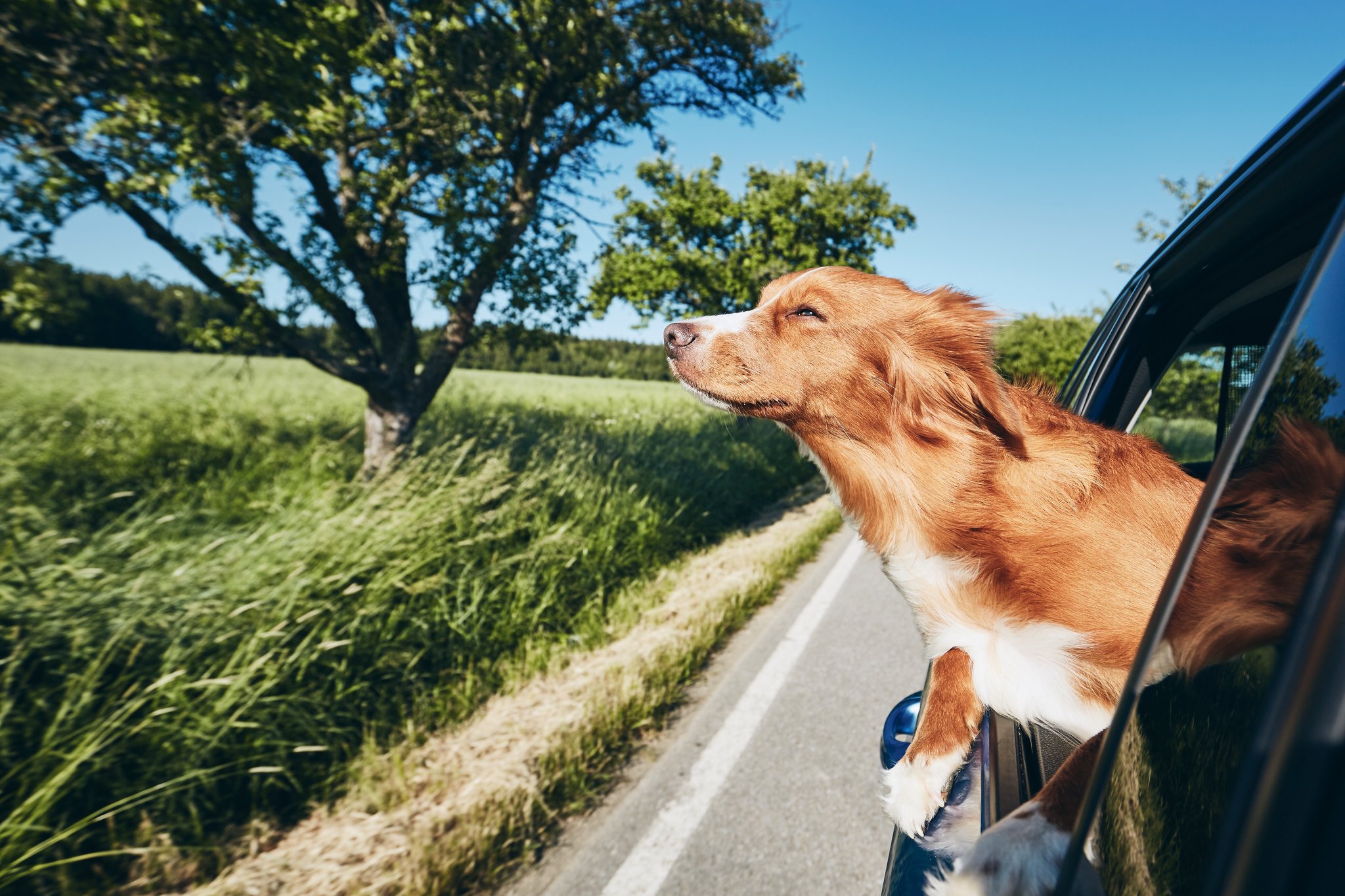 Affordable, Quick Animal Certificates via Vet Home Certs